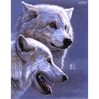 Two arctic wolves