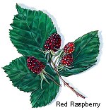 redraspberry