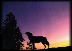 sunset wolf