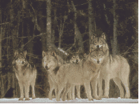 Wolf Pack in Winter